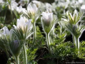 Pulsatilla vulgaris 'Alba'