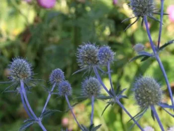 Eryngium planum 'Blaukappe'