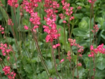Heuchera sanguinea 'Leuchtkäfer'