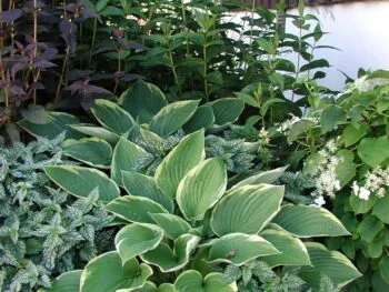 Hosta fortunei 'Aureomarginata'