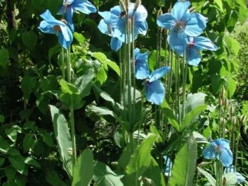 Meconopsis betonicifolia