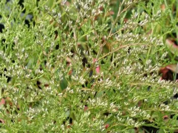 Limonium latifolium