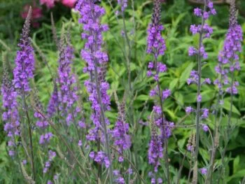 Linaria purpurea