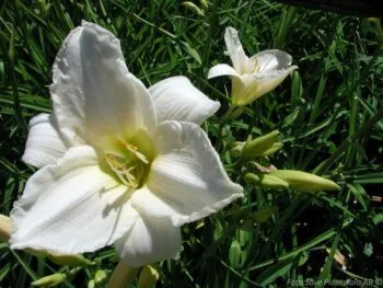 Hemerocallis 'Gentle Shepherd'