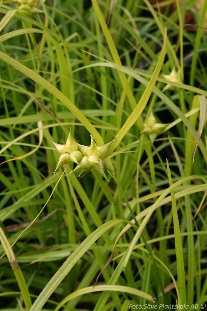 Carex grayi