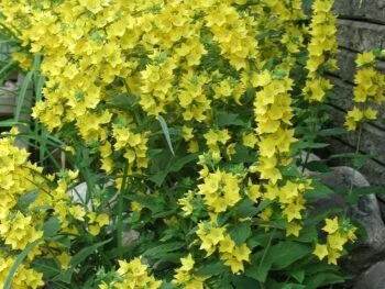 Lysimachia punctata