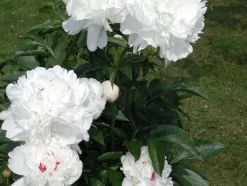 Paeonia lactiflora 'Festiva Maxima'