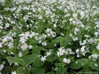 Brunnera macrophylla 'Betty Bowring'