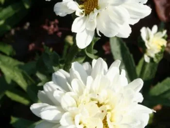 Leucanthemum superbum 'Victoria Secret'