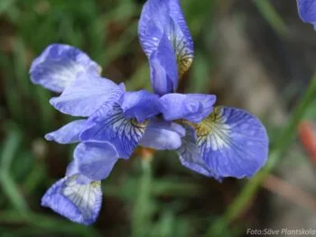 Iris sibirica 'Perry's Blue'