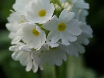 Primula denticulata 'Alba'