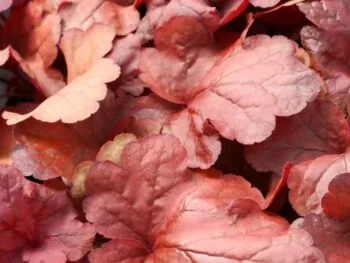 Heuchera 'Fire Alarm'