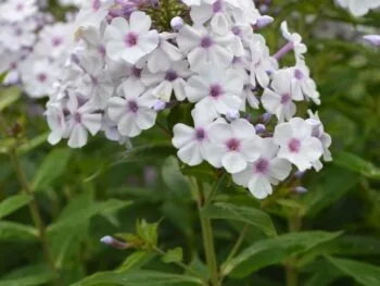 Phlox paniculata 'Ingeborg från Nybro'