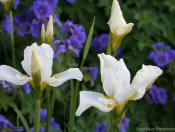Iris sibirica 'Snow Queen'