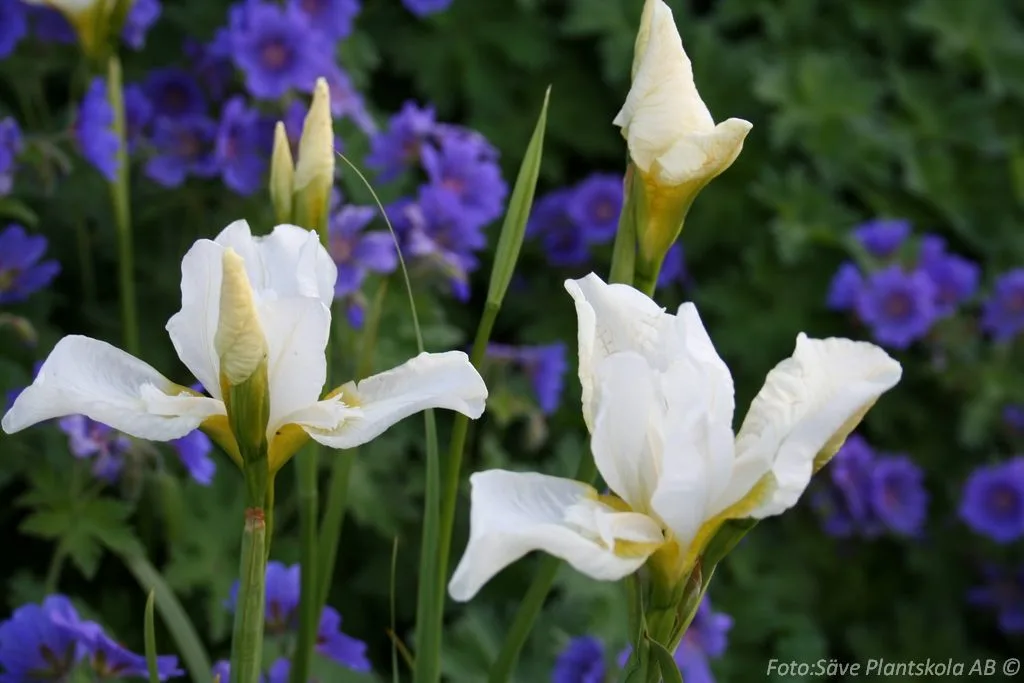 Iris sibirica 'Snow Queen'