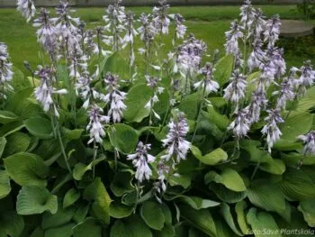 Hosta fortunei 'Hyacinthina'