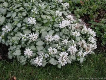 Lamium maculatum 'White Nancy'