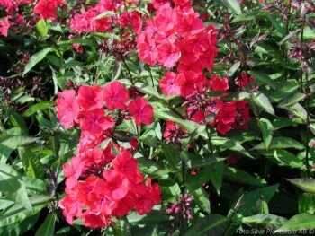 Phlox paniculata 'Starfire'