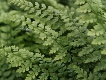Polystichum setiferum 'Herrenausen'