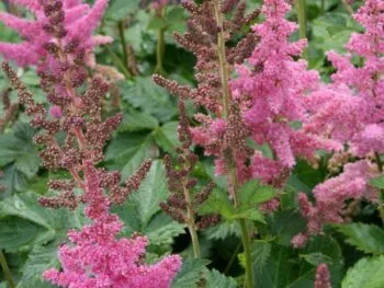 Astilbe chinensis 'Vision in Pink'