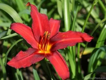 Hemerocallis 'Crimson Pirate'