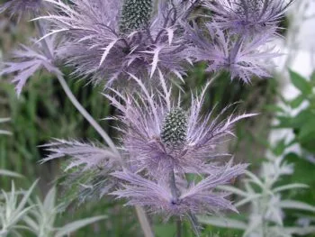Eryngium alpinum 'Blue Star'