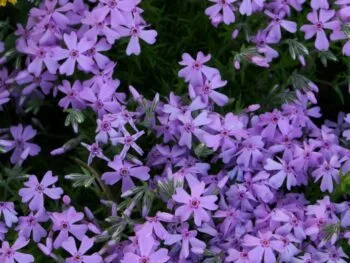 Phlox subulata 'Emerald Cushion Blue'
