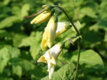 Kirengeshoma koreana