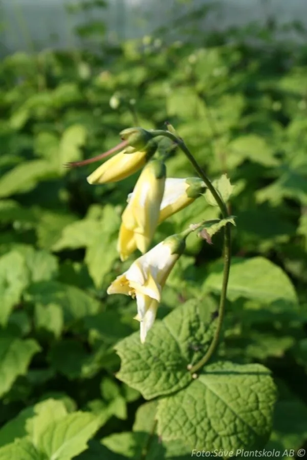 Kirengeshoma koreana
