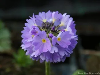 Primula denticulata