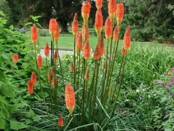 Kniphofia praecox