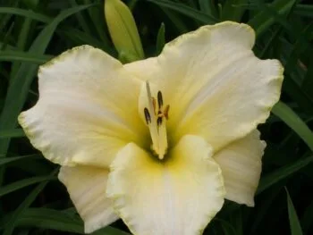 Hemerocallis 'Arctic Snow'