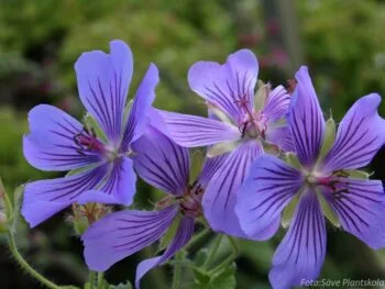 Geranium renardii 'Philippe Vapelle'