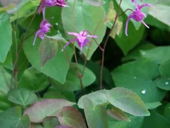 Epimedium x rubrum