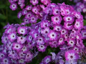 Phlox paniculata 'Purple Eye Flame'