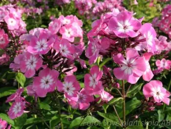 Phlox paniculata 'Pink Eye Flame'