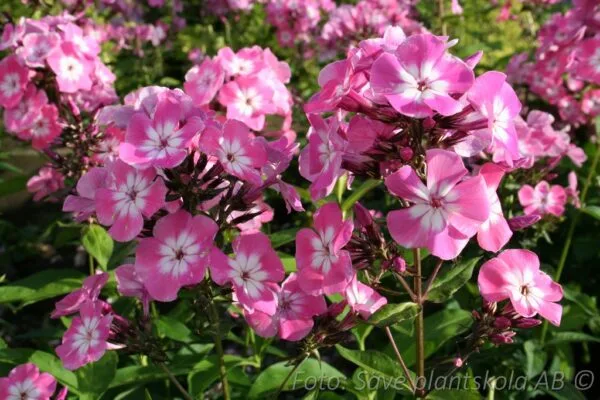 Phlox paniculata 'Pink Eye Flame'