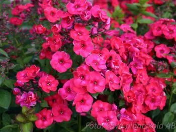 Phlox paniculata 'Red Flame'