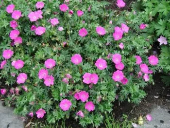 Geranium sanguineum 'Max Frei'