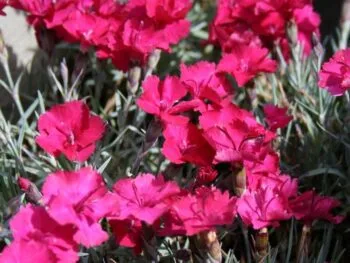 Dianthus Gratianopolitanus-gruppen 'Badenia'