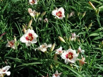 Hemerocallis 'Pandoras Box'