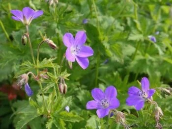 Geranium sylvaticum 'Birch Lilac'