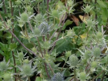 Eryngium planum 'Blue Hobbit'