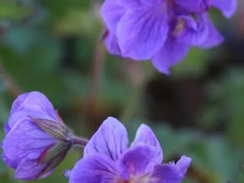 Geranium himalayense 'Plenum'