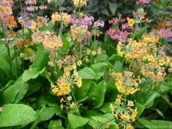 Primula bullesiana, blandade färger