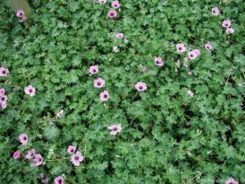 Geranium cinereum 'Ballerina'