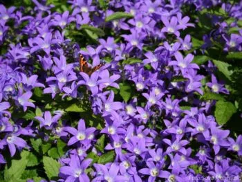 Campanula lactiflora 'Prichard'