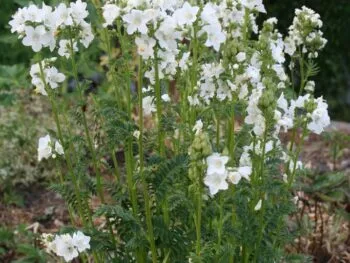 Polemonium caeruleum 'Alba'
