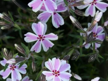 Phlox subulata 'Mikado'