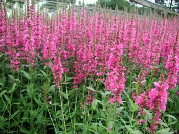 Lythrum salicaria 'Robert'